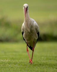 white stork in the grass