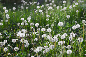 Lots of dandelions. Glade of dandelions - 633813993