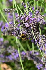 Close-up of bee pollinating lavender flowers