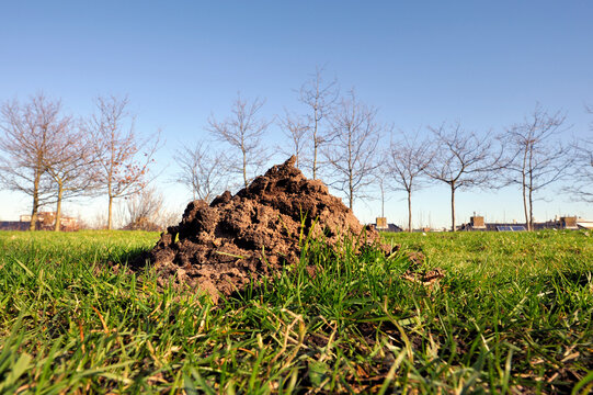 Soil mounds or molehill from the Middle East blind mole-rat