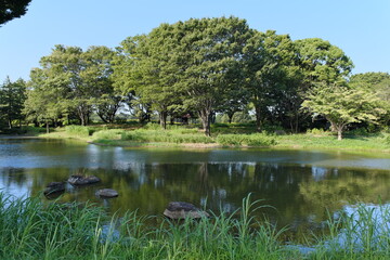 昭和記念公園の景色　View of Showa Memorial Park