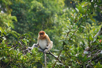 Proboscis Monkey, Tanjung Puting National Park, Borneo Island, Indonesia