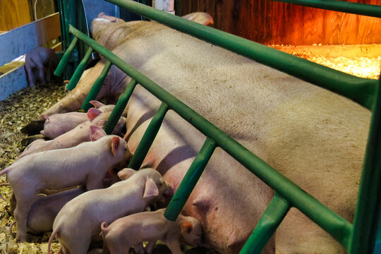 A group of piglets suckling from a mother pig
