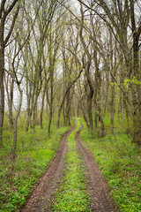 Fototapeta na wymiar Rural path through the forest. Walk through the forest, breathe, forest meditation from the birds.