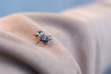 Close up of burying beetle on sleeve carrying phoretic mites