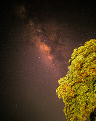Tree and Galaxy