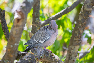 Wild dove known as 