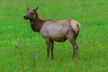 Naklejka na ściany i meble A female elk stands in a meadow by the Oconaluftee Visitor Center, near Cherokee, North Carolina.