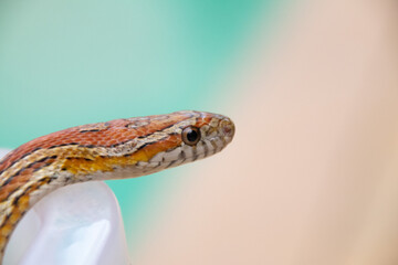 Close-up of an orange skin corn Snake