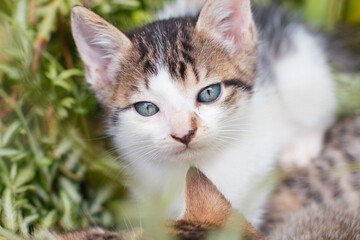 Naklejka na ściany i meble amazing blue-eyed tabby kitten on the grass