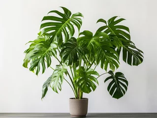Fotobehang clean image of a large leaf house plant Monstera deliciosa in a pot on a white background © Velanda