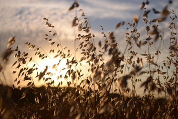 Blé au couché de soleil.