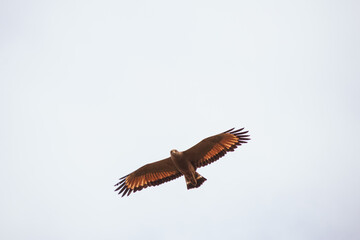 Close-up of a Roadside Hawk flying with wide-spread wings. Wildlife Photography