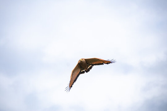 Close-up of a Roadside Hawk flying with wide-spread wings. Wildlife Photography