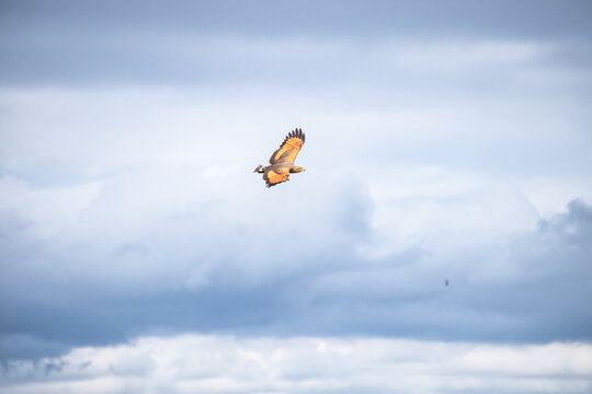 Roadside Hawk flying with wide-spread wings. Wildlife Photography