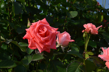 Roses pink on a green background.