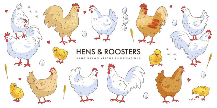 Set of hand drawn cute cartoon hens and roosters isolated on white background. Sketch doodle chicken collection. Farm bird. Poultry. Vector illustration
