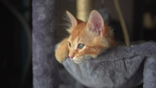 Cute red kitten rest in basket of cat tree. Cat enjoys in cute spot. Playful cat sitting in basket and looks carefully