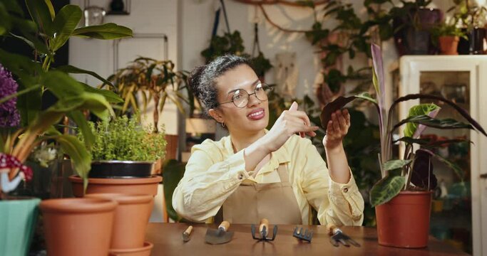 African American woman owner an ornamental garden to check the plants in a green house for sell. Portrait of charming female owner working and caring at her workplace. African american woman floris.