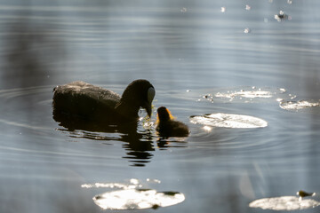 kurka wodna © Marcin