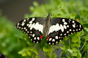 Colorful butterfly photographed up close