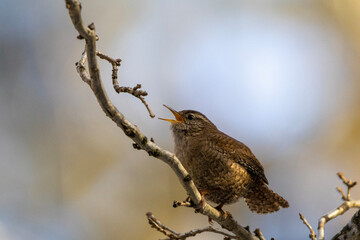 owl on branch