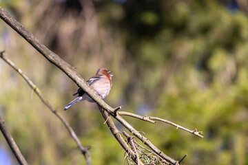 robin on a branch