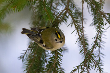 christmas tree branch