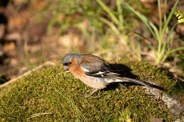 robin on the ground