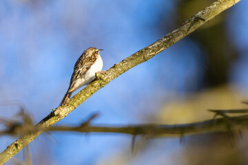 bird on a branch