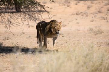 Lion at kgalagadi national park, south africa