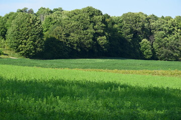 field and blue sky