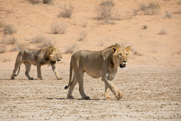 lion at kgalagadi transfrontier park, south africa