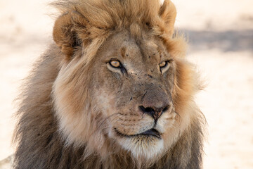 Lion at kgalagadi transfrontier park, south africa