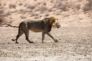lion at kgalagadi transfrontier park, south africa