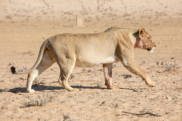 lions in the kgalagadi transfrontier park, south africa