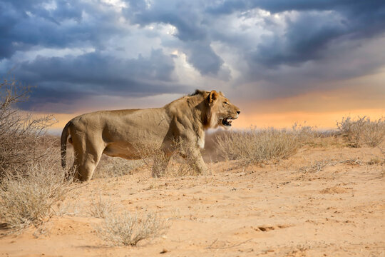 Lion at kgalagadi national park, south africa.tif