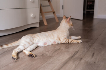 The nursing cat snow Bengal is lying on the bed alone. The nipples are red and swollen. Motherhood....