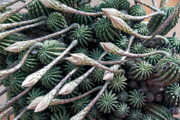 Echinopsis oxygona wildly propagated with buds going to bloom. 