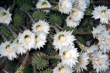 Many white flowers of Echinopsis oxygona just bloomed.