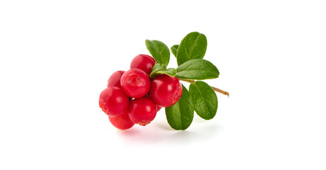 Fresh wild lingonberry with leaves, isolated on white background.