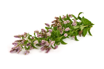 Mint leaves. Fresh mint on white background. Mint leaf isolated. Full depth of field.