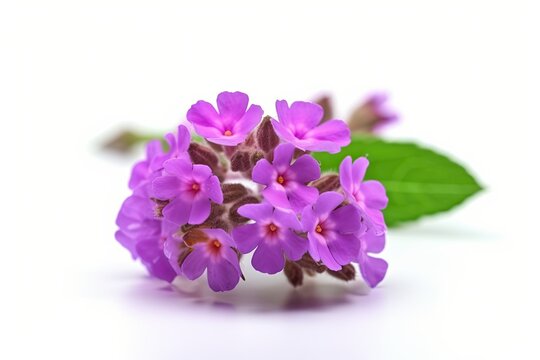 Lush flowering of verbena on a white background.