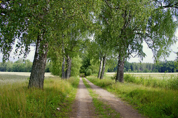 Fototapeta na wymiar Birch by the path