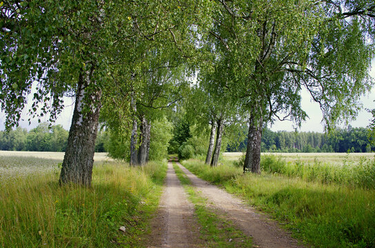 Birch by the path