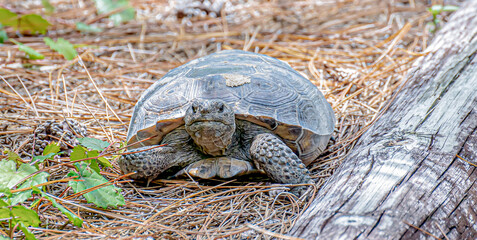 Gopher Tortoise