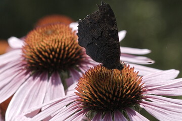 Motyl © Dariusz