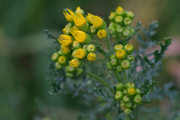 Close up of a Senecio jacobaea. Common Ragwort flower