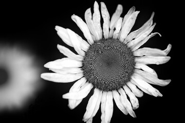 Black and white photo of a daisy flower with water drops.