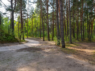 Green pine forest at summer sunny day. Dirt road. Jurmala, Latvia.